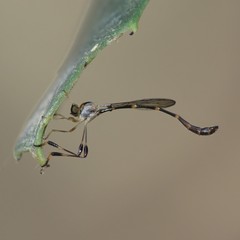 Leptopteromyia americana