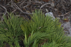 Aciphylla dieffenbachii