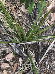 Dianella brevipedunculata