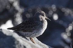 Calidris ptilocnemis