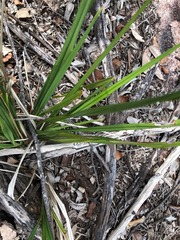 Dianella brevipedunculata