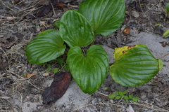 Myosotidium hortensia, photograph Christopher Stephens, CC BY-SA, iNaturalist via GBIF