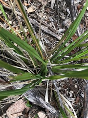 Dianella brevipedunculata