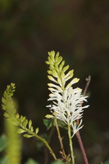 Grevillea pulchella