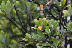 Corokia macrocarpa