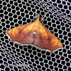 Hyalobathra micralis