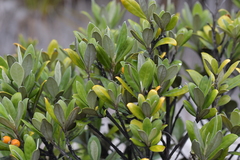 Corokia macrocarpa