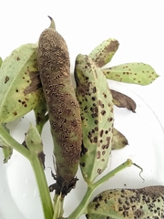 Uromyces viciae-fabae