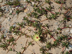 Cephalophyllum tricolorum