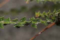 Acacia biflora