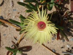 Cephalophyllum tricolorum