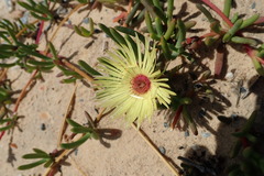 Cephalophyllum tricolorum