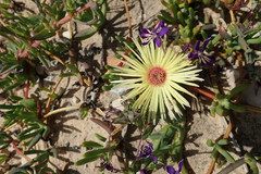 Cephalophyllum tricolorum