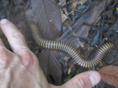 Agaricogonopus acrotrifoliolatus
