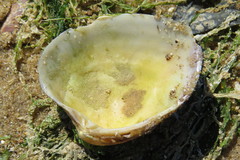 Ruditapes philippinarum