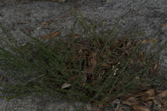 Acacia biflora
