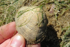 Ruditapes philippinarum