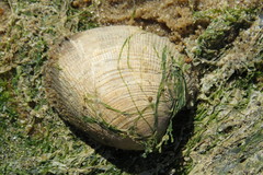 Ruditapes philippinarum