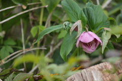 Helleborus orientalis