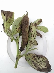 Uromyces viciae-fabae