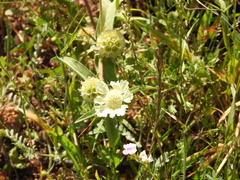 Lomelosia prolifera