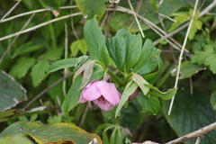 Helleborus orientalis