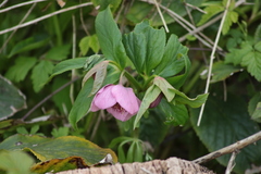 Helleborus orientalis