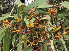 Eucalyptus interstans