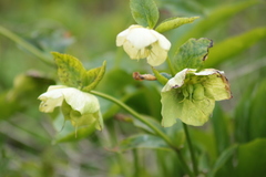 Helleborus orientalis