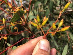 Eucalyptus interstans