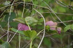 Helleborus orientalis