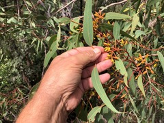 Eucalyptus interstans