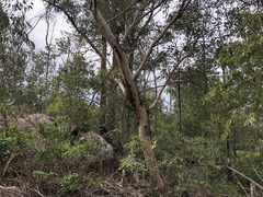 Eucalyptus interstans