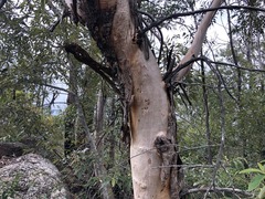 Eucalyptus interstans