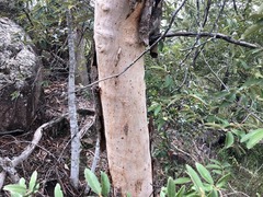 Eucalyptus interstans