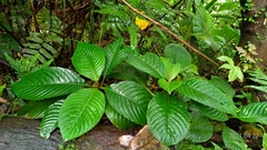 Rhynchotechum formosanum