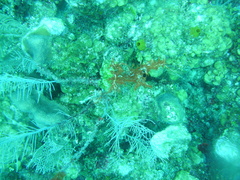 Siphonodictyon coralliphagum