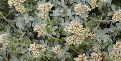 Helichrysum sutherlandii