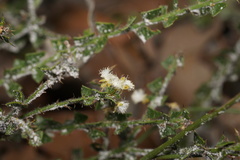 Acacia biflora