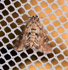 Parapoynx polydectalis