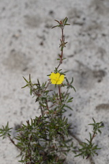 Hibbertia depressa