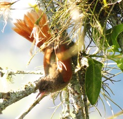 Cranioleuca subcristata