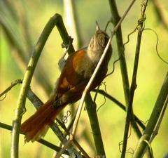Cranioleuca subcristata