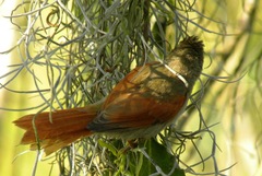 Cranioleuca subcristata
