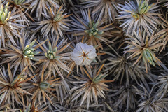 Acantholimon ulicinum