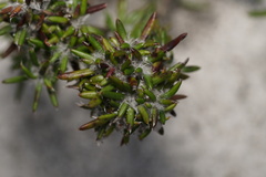 Hibbertia depressa