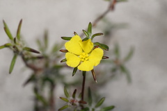 Hibbertia depressa
