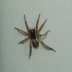 Artoriinae