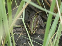 Ranoidea alboguttata