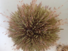Psammechinus miliaris